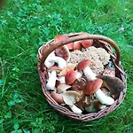 公寓 Novohradky - Oaza Klidu Na Samote U Lesa Benesov nad Cernou